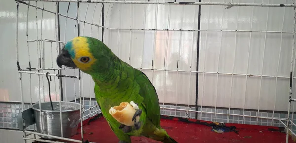 Papagei von Brasilien in Käfigen. in recife ist dies üblich. typischer Vogel Brasiliens. — Stockfoto