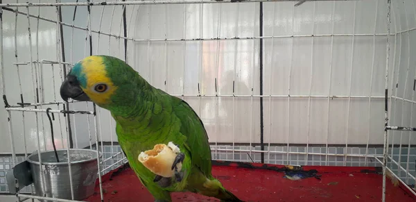 Papuga Brazylii w klatkach. W Recife jest to powszechne. Typowy ptak Brazylii. — Zdjęcie stockowe