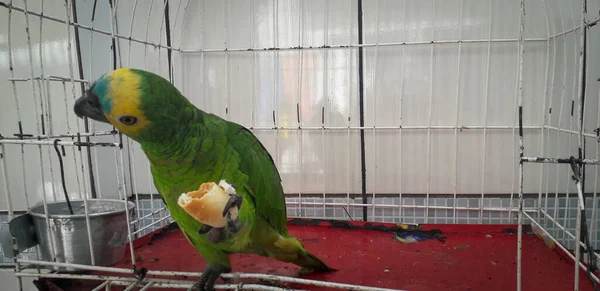 Papagaio do Brasil em gaiolas. Em Recife isso é comum. Aves típicas do Brasil . — Fotografia de Stock