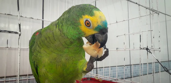 Papagei von Brasilien in Käfigen. in recife ist dies üblich. typischer Vogel Brasiliens. — Stockfoto