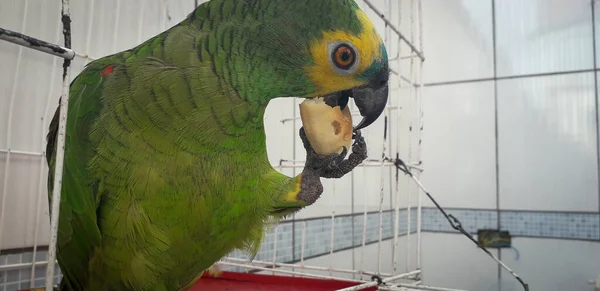 Pappagallo del Brasile in gabbie. A Recife questo è comune. Uccello tipico del Brasile . — Foto Stock