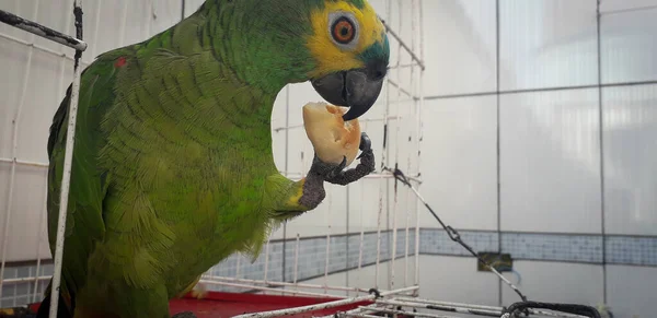 Loro de Brasil en jaulas. En Recife esto es común. Pájaro típico de Brasil . — Foto de Stock