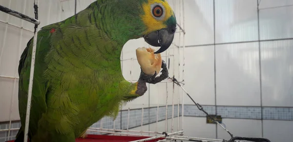 Loro de Brasil en jaulas. En Recife esto es común. Pájaro típico de Brasil . — Foto de Stock