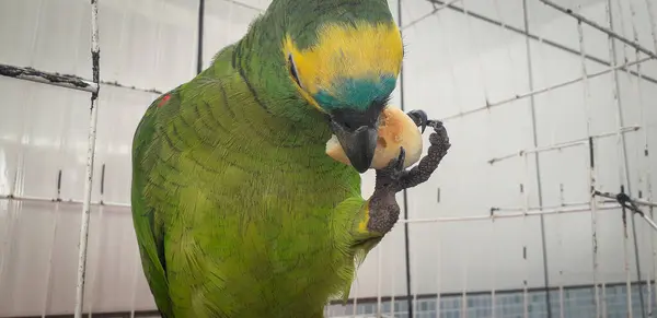 Papagaio do Brasil em gaiolas. Em Recife isso é comum. Aves típicas do Brasil . — Fotografia de Stock