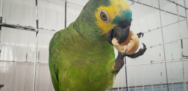 Papagaio do Brasil em gaiolas. Em Recife isso é comum. Aves típicas do Brasil . — Fotografia de Stock