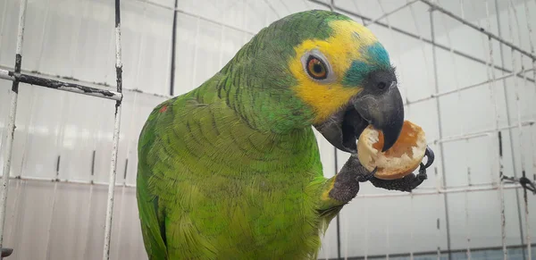 Papagaio do Brasil em gaiolas. Em Recife isso é comum. Aves típicas do Brasil . — Fotografia de Stock