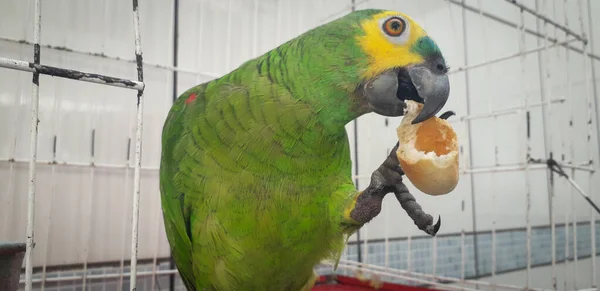 Pappagallo del Brasile in gabbie. A Recife questo è comune. Uccello tipico del Brasile . — Foto Stock