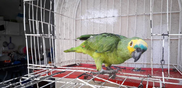 Papagaio do Brasil em gaiolas. Em Recife isso é comum. Aves típicas do Brasil . — Fotografia de Stock