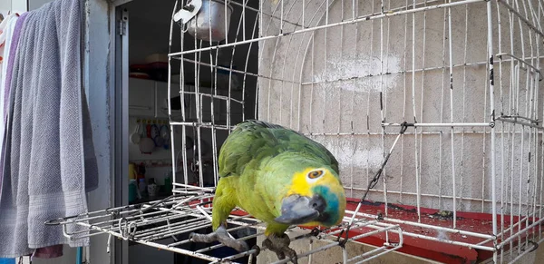 Loro de Brasil en jaulas. En Recife esto es común. Pájaro típico de Brasil . — Foto de Stock