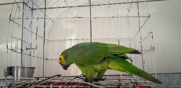 Papegoja från Brasilien i burar. I Recife är detta vanligt. Typisk fågel i Brasilien. — Stockfoto