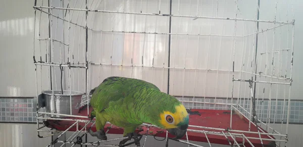 Loro de Brasil en jaulas. En Recife esto es común. Pájaro típico de Brasil . —  Fotos de Stock