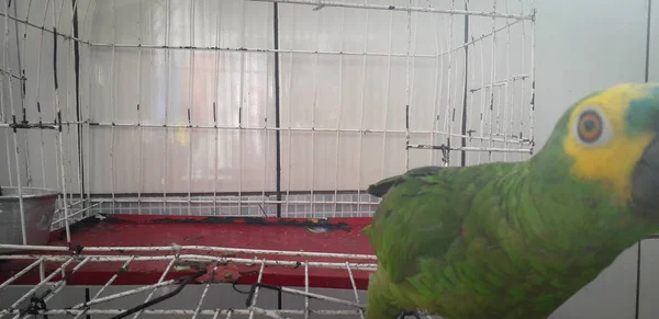 Papagei von Brasilien in Käfigen. in recife ist dies üblich. typischer Vogel Brasiliens. — Stockfoto