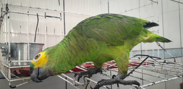 Papegoja från Brasilien i burar. I Recife är detta vanligt. Typisk fågel i Brasilien. — Stockfoto