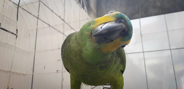 Papagaio do Brasil em gaiolas. Em Recife isso é comum. Aves típicas do Brasil . — Fotografia de Stock