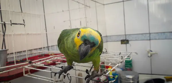 Папуга Бразилії в клітках. У Ресіфі це звично. Типовий бразильський птах.. — стокове фото