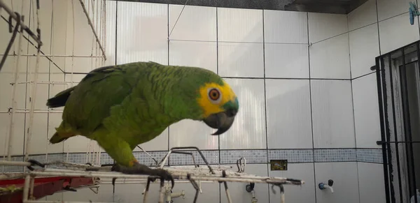 ケージにブラジルのオウム。レシフェではこれが一般的です。ブラジルの代表的な鳥. — ストック写真