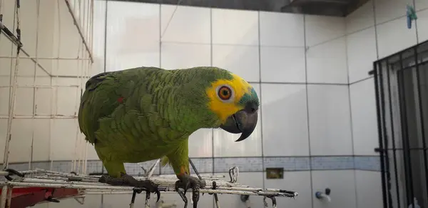 Papegaai van Brazilië in kooien. In Recife is dit gebruikelijk. Typische vogel van Brazilië. — Stockfoto
