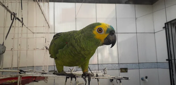 Papegoja från Brasilien i burar. I Recife är detta vanligt. Typisk fågel i Brasilien. — Stockfoto