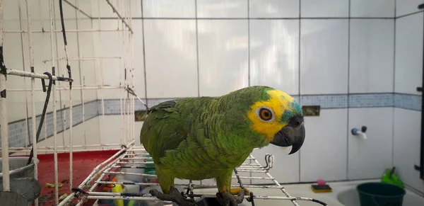 巴西鹦鹉关在笼子里 在累西腓，这很常见。 巴西的典型鸟类. — 图库照片