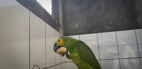 Papagaio do Brasil em gaiolas. Em Recife isso é comum. Aves típicas do Brasil . — Fotografia de Stock