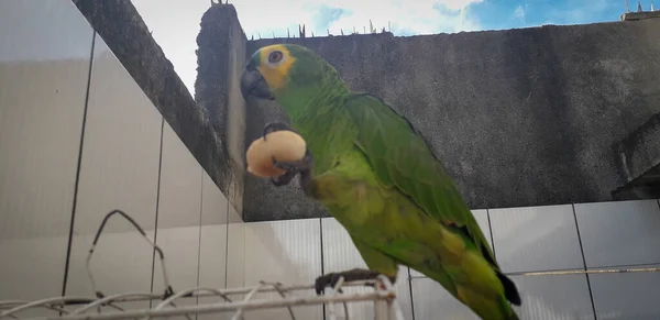 Pappagallo del Brasile in gabbie. A Recife questo è comune. Uccello tipico del Brasile . — Foto Stock