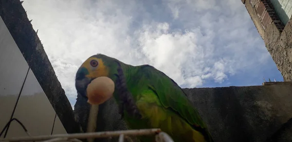 ケージにブラジルのオウム。レシフェではこれが一般的です。ブラジルの代表的な鳥. — ストック写真