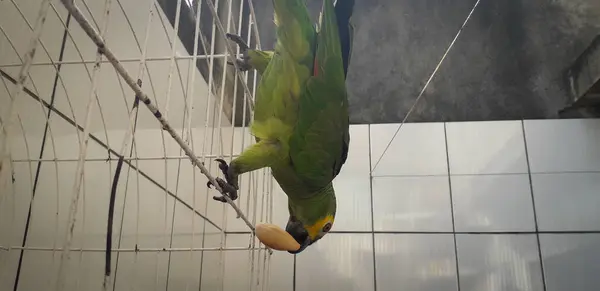 Loro de Brasil en jaulas. En Recife esto es común. Pájaro típico de Brasil . —  Fotos de Stock