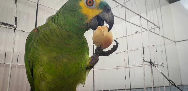 Pappagallo del Brasile in gabbie. A Recife questo è comune. Uccello tipico del Brasile . — Foto Stock