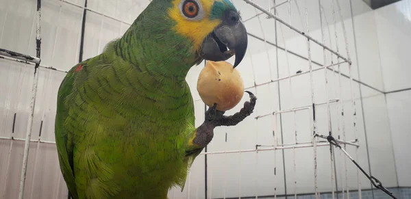 Papagaio do Brasil em gaiolas. Em Recife isso é comum. Aves típicas do Brasil . — Fotografia de Stock