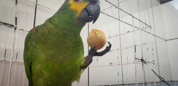 Kafesteki Brezilya papağanı. Recife 'de bu yaygındır. Brezilya 'nın tipik kuşu. — Stok fotoğraf