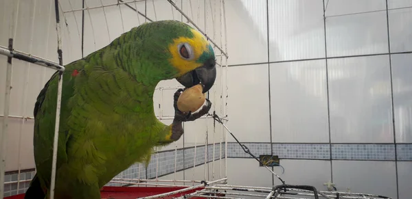 Papagaio do Brasil em gaiolas. Em Recife isso é comum. Aves típicas do Brasil . — Fotografia de Stock