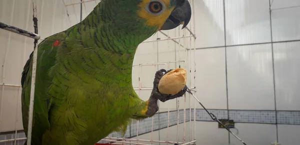 Papagaio do Brasil em gaiolas. Em Recife isso é comum. Aves típicas do Brasil . — Fotografia de Stock