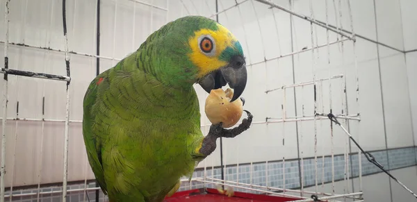 Papagaio do Brasil em gaiolas. Em Recife isso é comum. Aves típicas do Brasil . — Fotografia de Stock