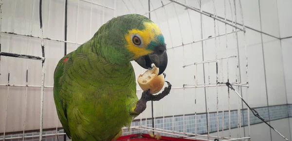 Pappagallo del Brasile in gabbie. A Recife questo è comune. Uccello tipico del Brasile . — Foto Stock