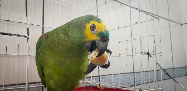 ケージにブラジルのオウム。レシフェではこれが一般的です。ブラジルの代表的な鳥. — ストック写真