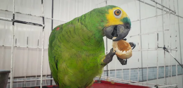 Pappagallo del Brasile in gabbie. A Recife questo è comune. Uccello tipico del Brasile . — Foto Stock