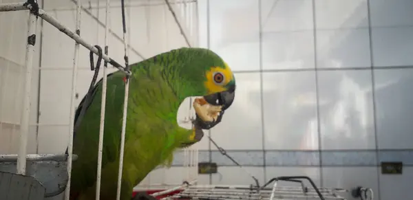 Brazíliai papagáj ketrecben. Recife-ban ez gyakori. Tipikus brazíliai madár. — Stock Fotó