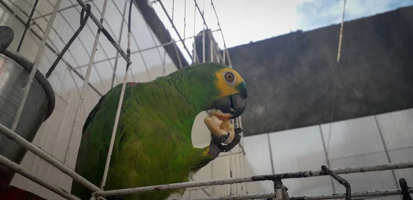 Papoušek z Brazílie v klecích. V Recife je to běžné. Typický brazilský pták. — Stock fotografie