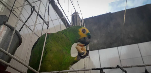 Papagaio do Brasil em gaiolas. Em Recife isso é comum. Aves típicas do Brasil . — Fotografia de Stock