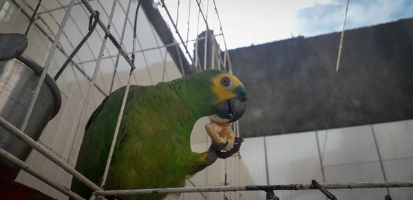 Brazíliai papagáj ketrecben. Recife-ban ez gyakori. Tipikus brazíliai madár. — Stock Fotó