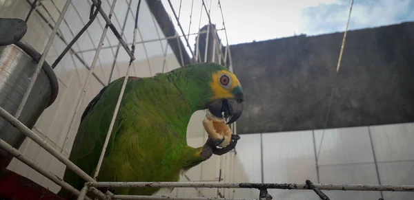 Perroquet du Brésil en cage. À Recife, c'est courant. Oiseau typique du Brésil . — Photo