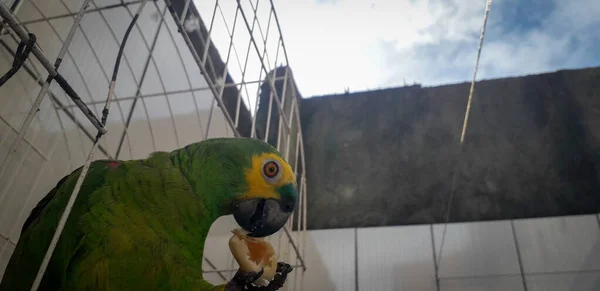 ケージにブラジルのオウム。レシフェではこれが一般的です。ブラジルの代表的な鳥. — ストック写真