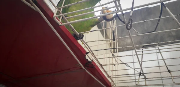 Попугай Бразилии в клетках. В Ресифи это обычное дело. Типичная птица Бразилии . — стоковое фото