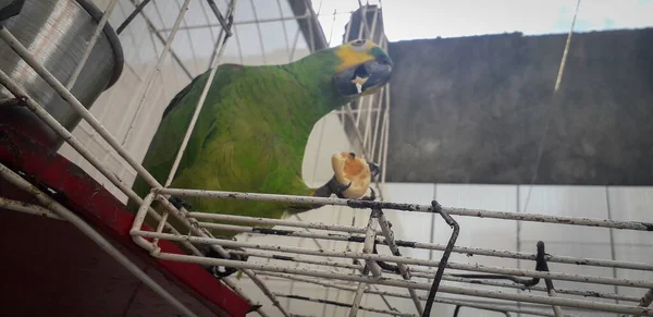 Pappagallo del Brasile in gabbie. A Recife questo è comune. Uccello tipico del Brasile . — Foto Stock