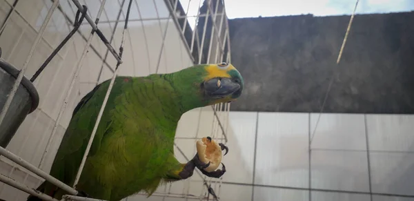 Попугай Бразилии в клетках. В Ресифи это обычное дело. Типичная птица Бразилии . — стоковое фото