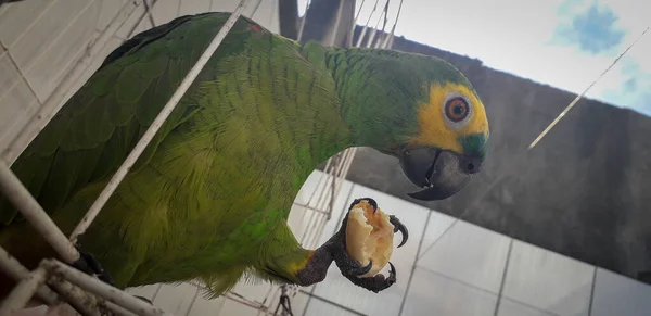 Papoušek z Brazílie v klecích. V Recife je to běžné. Typický brazilský pták. — Stock fotografie