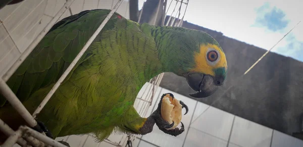 Kafesteki Brezilya papağanı. Recife 'de bu yaygındır. Brezilya 'nın tipik kuşu. — Stok fotoğraf