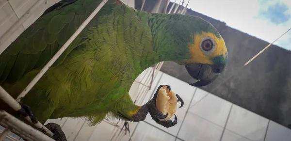 Brazíliai papagáj ketrecben. Recife-ban ez gyakori. Tipikus brazíliai madár. — Stock Fotó