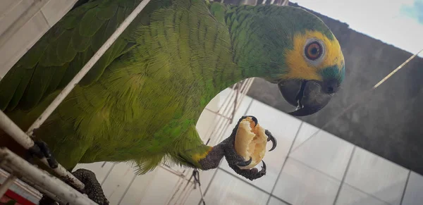 Papuga Brazylii w klatkach. W Recife jest to powszechne. Typowy ptak Brazylii. — Zdjęcie stockowe