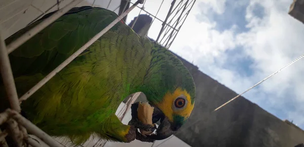 Papoušek z Brazílie v klecích. V Recife je to běžné. Typický brazilský pták. — Stock fotografie